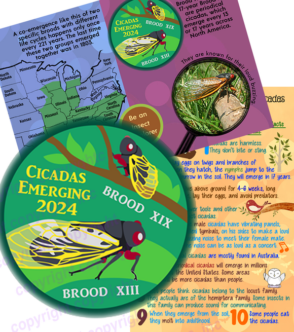 Cicada Patch with Informational Card