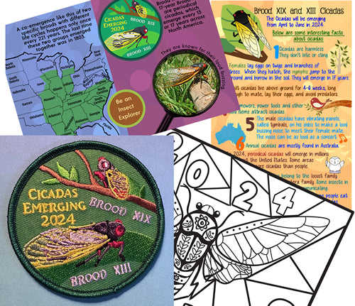 Cicada Patch with Informational Card